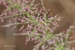 Eragrostis japonica